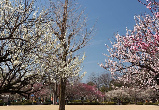 201303151219-DSC04968.jpg