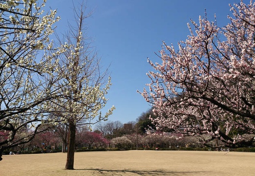 20130315122050-SO-04D.jpg