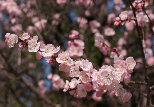 201303191449-DSC03908.jpg
