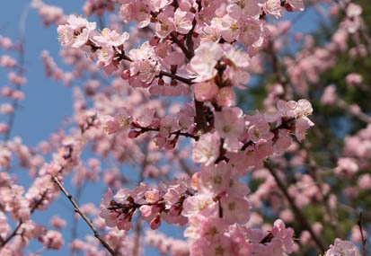 201303191450-DSC03910.jpg