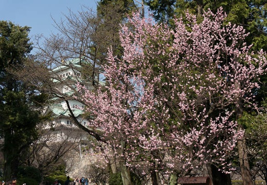 201303191459-DSC03937.jpg