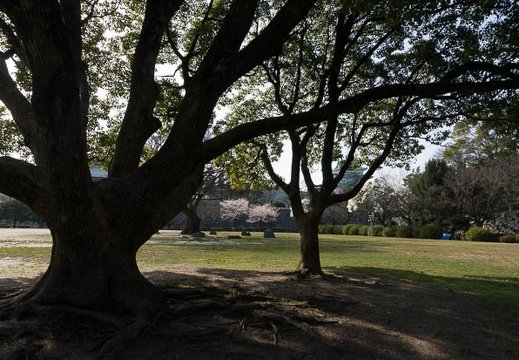 201303191536-DSC04020.jpg