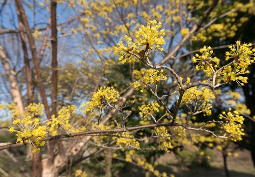201303191547-DSC04058.jpg