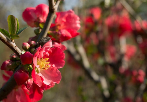 201303191550-DSC04073.jpg