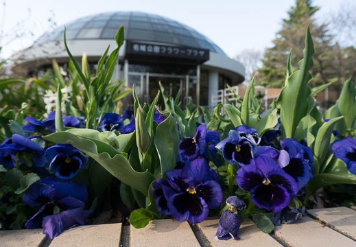 201303191626-DSC04155.jpg