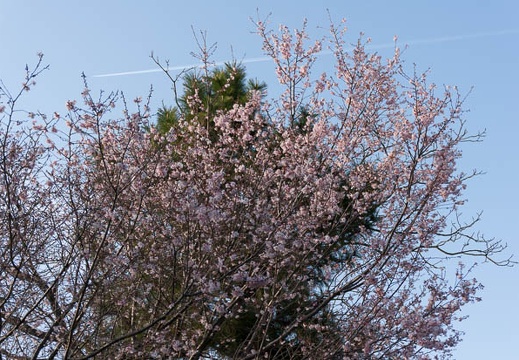 201303191646-DSC04190.jpg