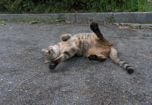 201303191712-DSC04231.jpg