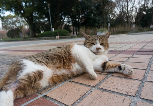 201303191729-DSC04270.jpg