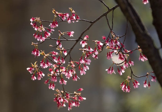 201303210910-DSC05828.jpg