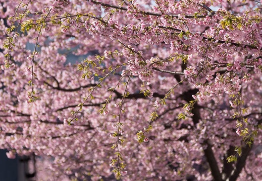 201303210918-DSC05842.jpg