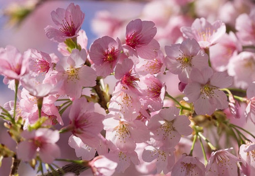 201303210919-DSC05844.jpg