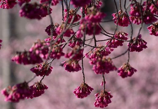 201303210931-DSC05883.jpg