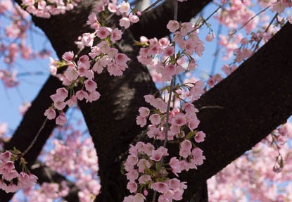 201303210947-DSC05922.jpg