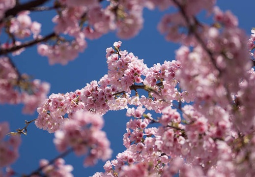 201303211004-DSC05961.jpg