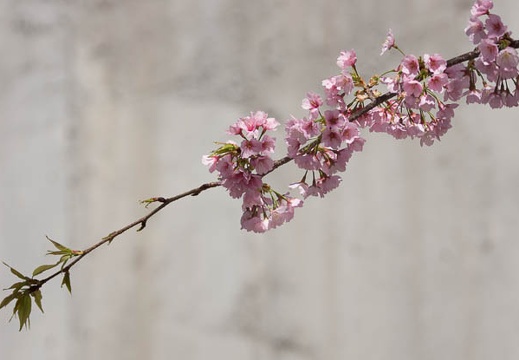 201303211005-DSC05970.jpg