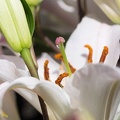201303211021-DSC06003.jpg