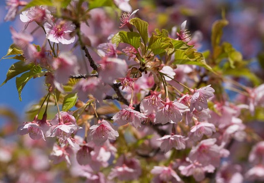 201303211042-DSC06033.jpg