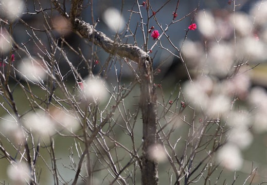 201303221317-DSC06210.jpg