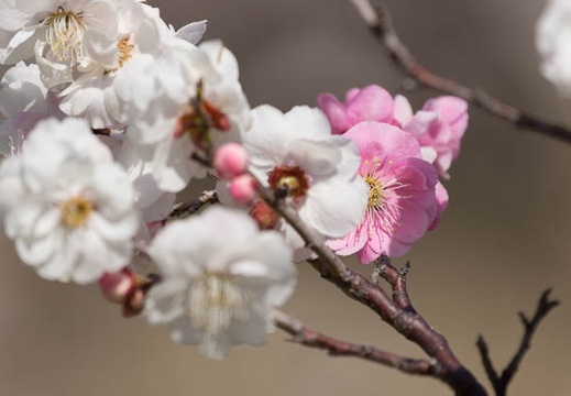 201303221319-DSC06211.jpg