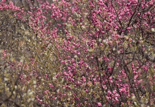 201303221323-DSC06228.jpg
