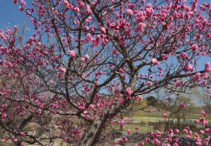 201303221327-DSC04402N.jpg