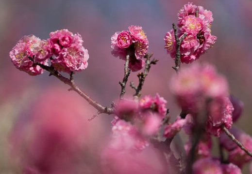 201303221327-DSC06235.jpg