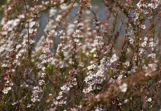201303221359-DSC06291.jpg