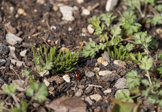 201303221427-DSC06364.jpg