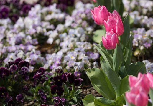 201303221432-DSC06381.jpg