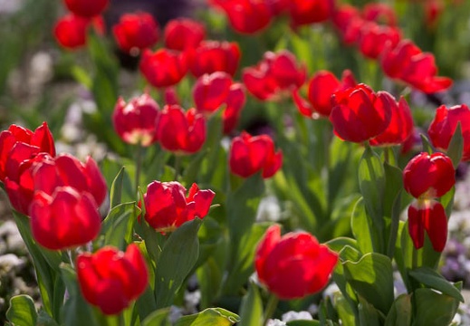 201303221441-DSC06409.jpg