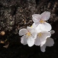 201303251344-DSC06518.jpg