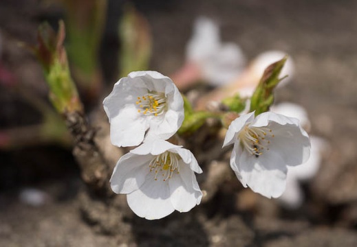 201303251347-DSC06534.jpg