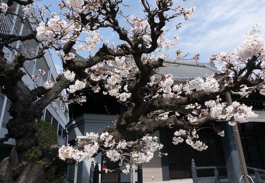 201303251356-DSC04498N.jpg