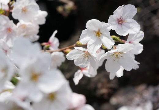 201303251356-DSC04500N.jpg