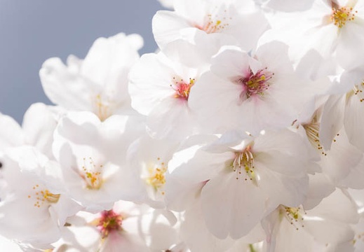 201303251401-DSC06564.jpg