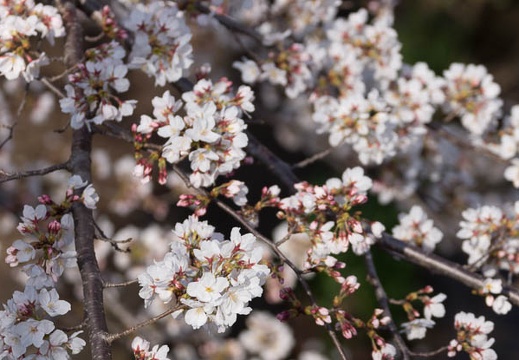 201303251441-DSC06574.jpg