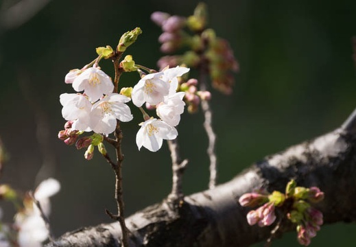 201303251449-DSC06589.jpg