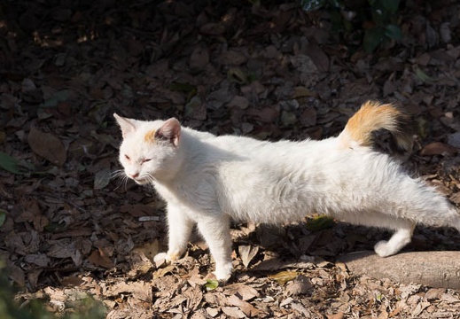 201303251455-DSC06602.jpg