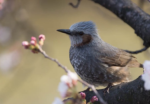 201303251507-DSC06619.jpg