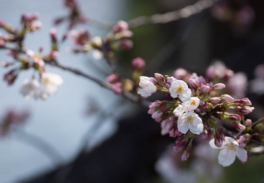201303251508-DSC06627.jpg