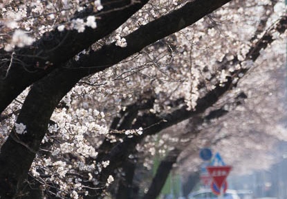 201303251510-DSC06634.jpg