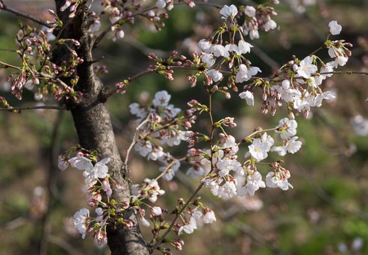 201303251514-DSC06642.jpg