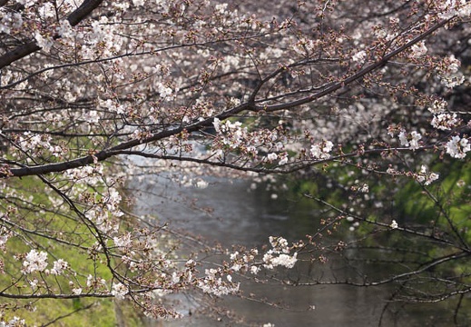 201303251518-DSC06652.jpg