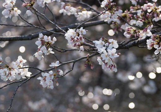 201303251521-DSC06671.jpg