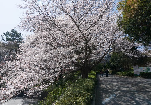 201303261012-DSC04604N.jpg
