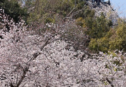 201303261014-DSC06826.jpg