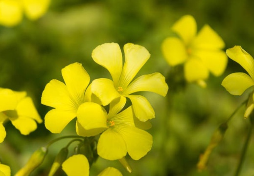 201303261046-DSC06908.jpg