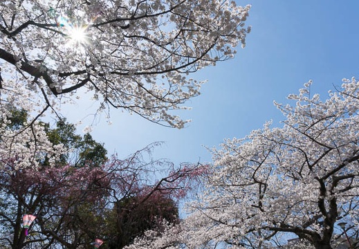 201303261048-DSC04651N.jpg