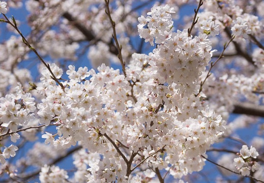 201303261054-DSC06916.jpg