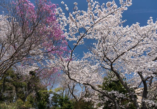 03.26 浜松城公園